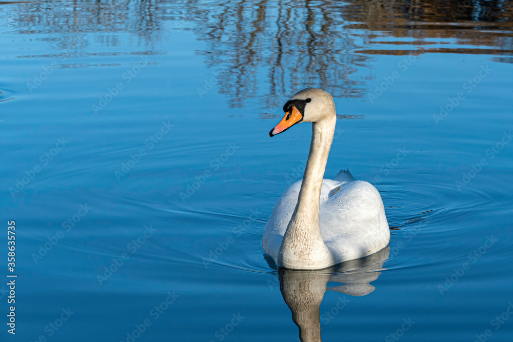 Swan - cygnus olor Swan - cygnus olor