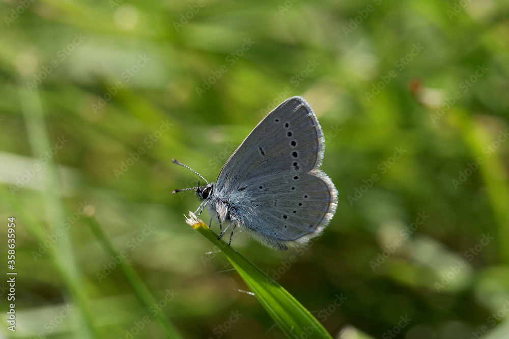 A Small Blue Butterfly perched on the end of a blade of grass.