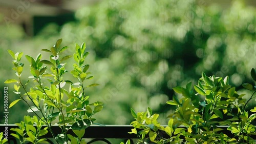 Close up of green plant in the sunny afternoon with bokeh background 4k 30fps