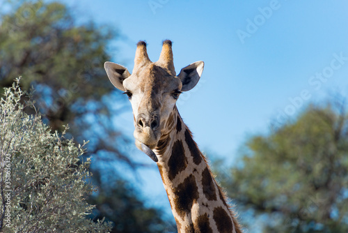 Südafrika, Nordkap, Mier, Kgalagadi Transfrontier Park, Giraffe leckt sich das Maul photo