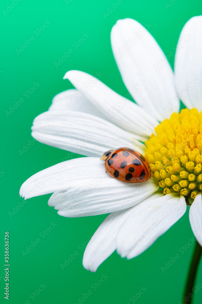 Ladybug on white flower. Coccinella septempunctata