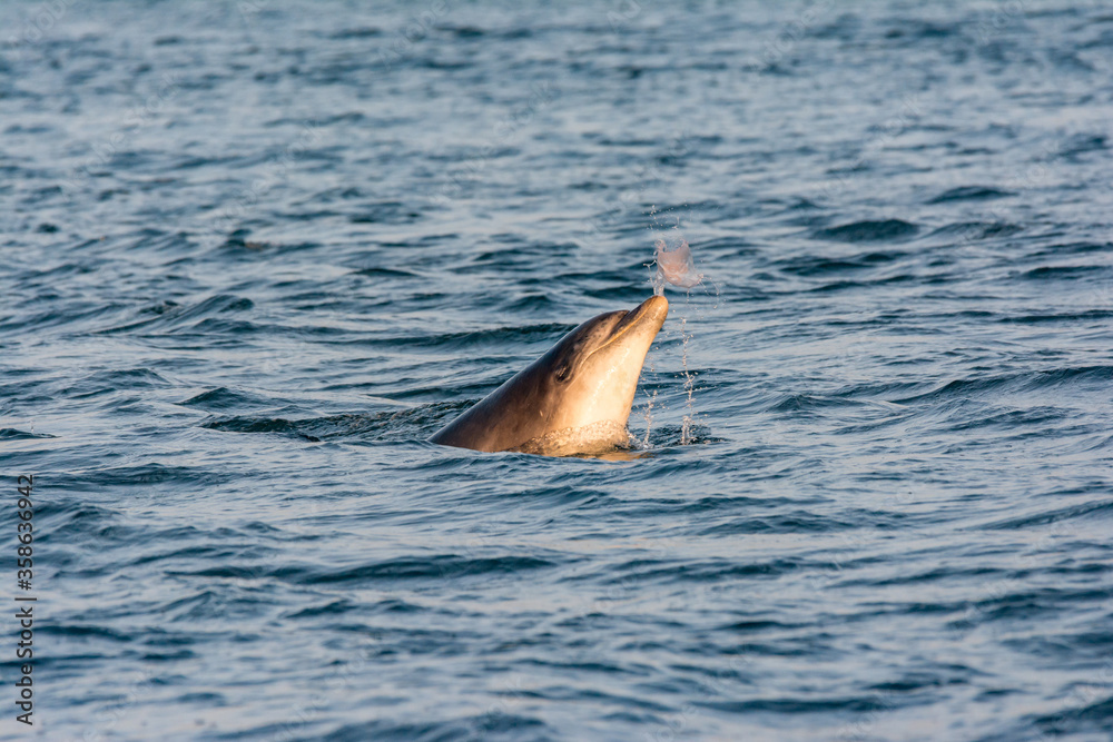 Obraz premium Vereinigtes Königreich, Schottland, Highland, Fortrose, Chanonry Point, Black Isle, Tursiops beim Schwimmen, Bottlenose Dolphins beim Spielen mit einer Qualle