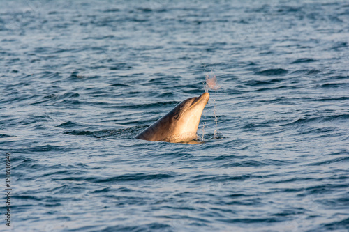 Vereinigtes K  nigreich  Schottland  Highland  Fortrose  Chanonry Point  Black Isle  Tursiops beim Schwimmen  Bottlenose Dolphins beim Spielen mit einer Qualle