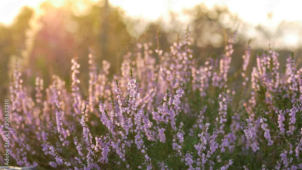 Common heather plant at sunset on top of a cliff camera glide Common heather plant at sunset on top of a cliff camera glide