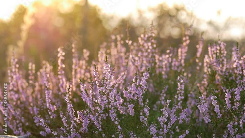 Common heather plant at sunset on top of a cliff camera glide