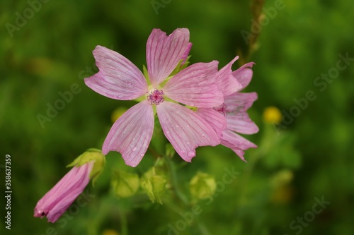 violette Blüte der Rosenmalve