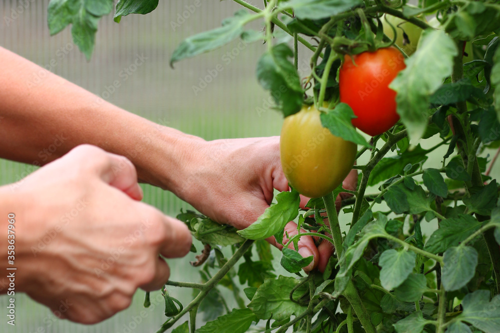 ripe red tomato on a branch and hands. tomatoes grown in a greenhouse. Gardening tomato photograph with copy space. ripe red tomato on a branch and hands. tomatoes grown in a greenhouse. Gardening tomato photograph with copy space.