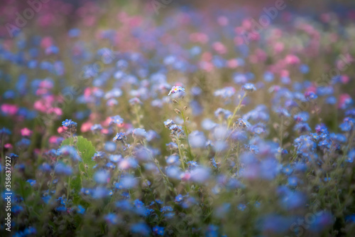Selective focus on a group of blue flowers and a field of blue, purple and white flowers out of focus in the foreground and background