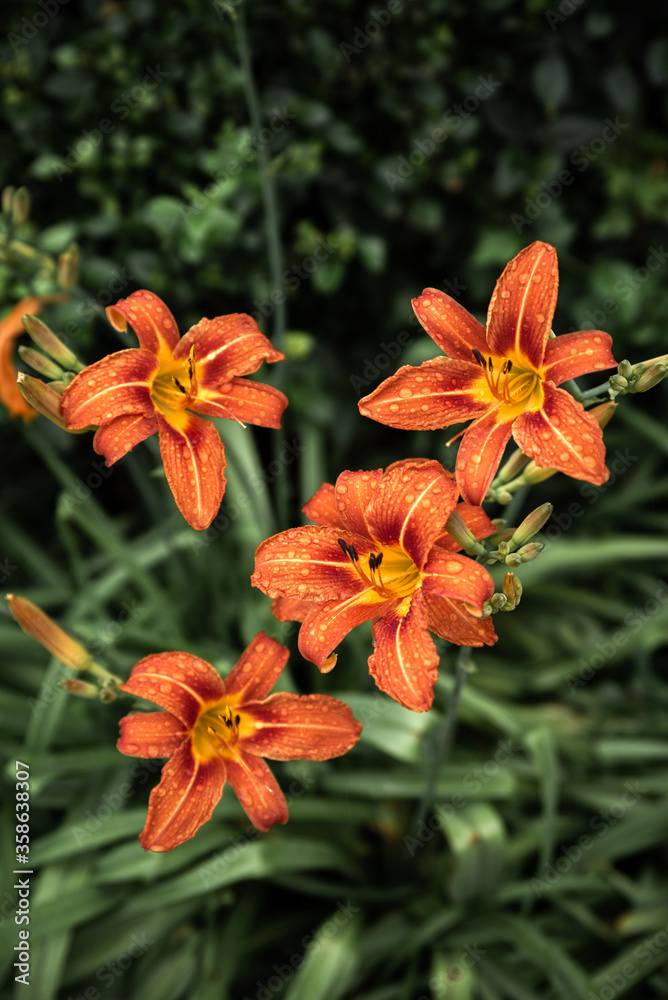 Blooming flower orange Lilium bulbiferum. Blooming flower orange Lilium bulbiferum.