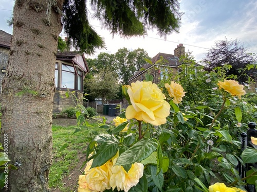 Yellow roses next to a tree  in a garden in  Heaton  Bradford  UK