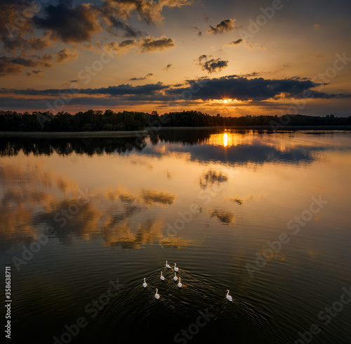 Fototapeta Naklejka Na Ścianę i Meble -  Swans flock Mazury