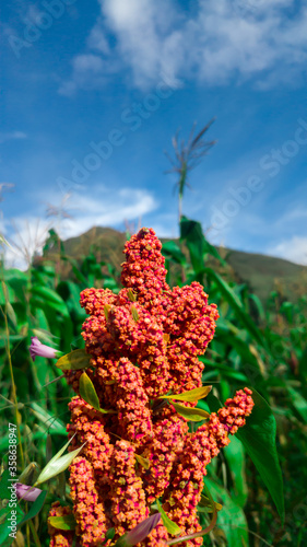 Fotografie Quinoa Plant
