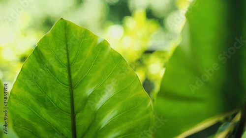 Beautiful detail of exotic leaves under the sun 4k 30fps