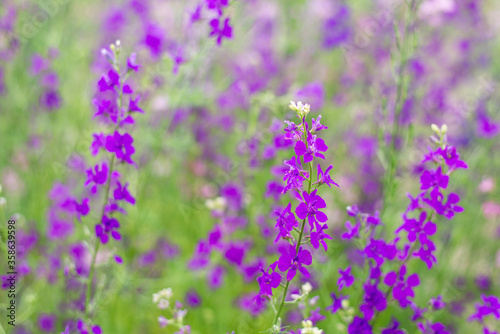 Purple and pink wildflowers. Summer photo