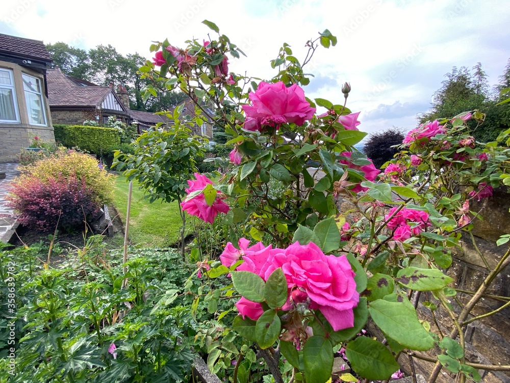 Red roses and other plants, in a garden in, Heaton, Bradford, UK