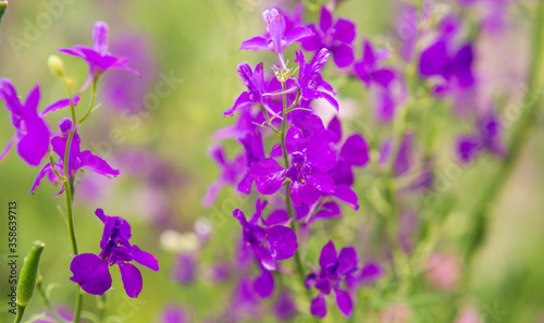 Fototapeta Naklejka Na Ścianę i Meble -  Purple and pink wildflowers. Summer photo