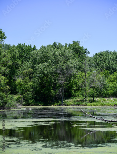landscape of trees and pond under blue sky