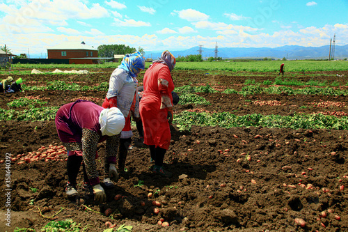 Female workers working in the plantation zone