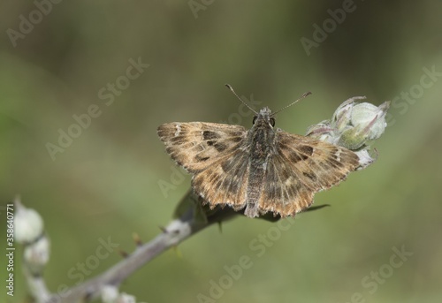 Closeup shot of a mallow skipper (Carcharodus alceae) on a branch on a blurred background photo