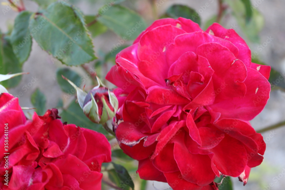 red rose bush red rose bush