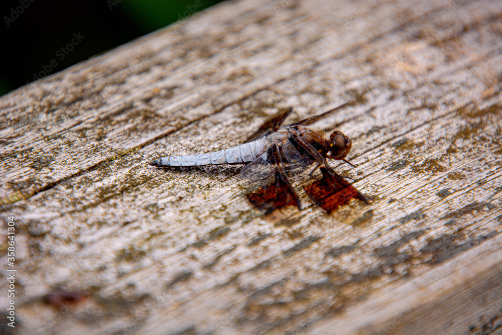 Fototapeta premium Dragonfly