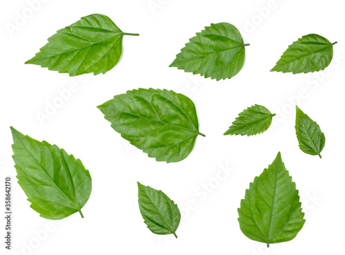 Green rose leaves isolated on white, top view