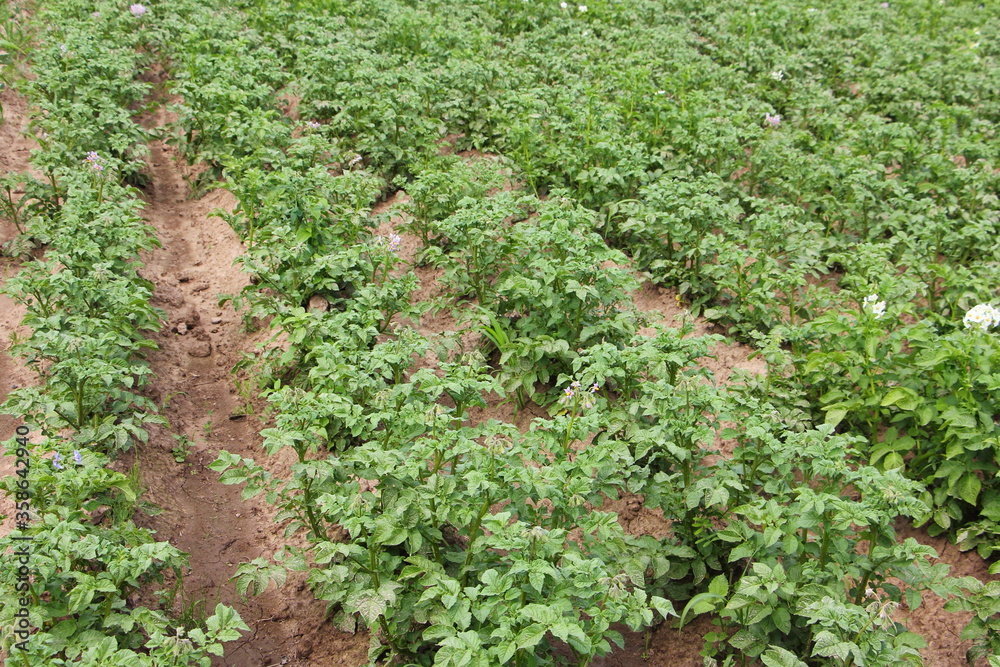 Green potato field with flat beds on a summer day