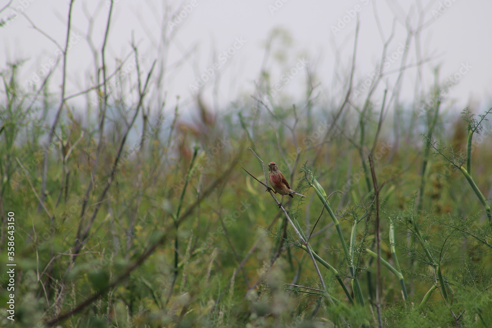 bird in the grass bird in the grass