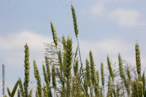 Green wheat ears close up against a blue sky with clouds, rural landscape on summer day