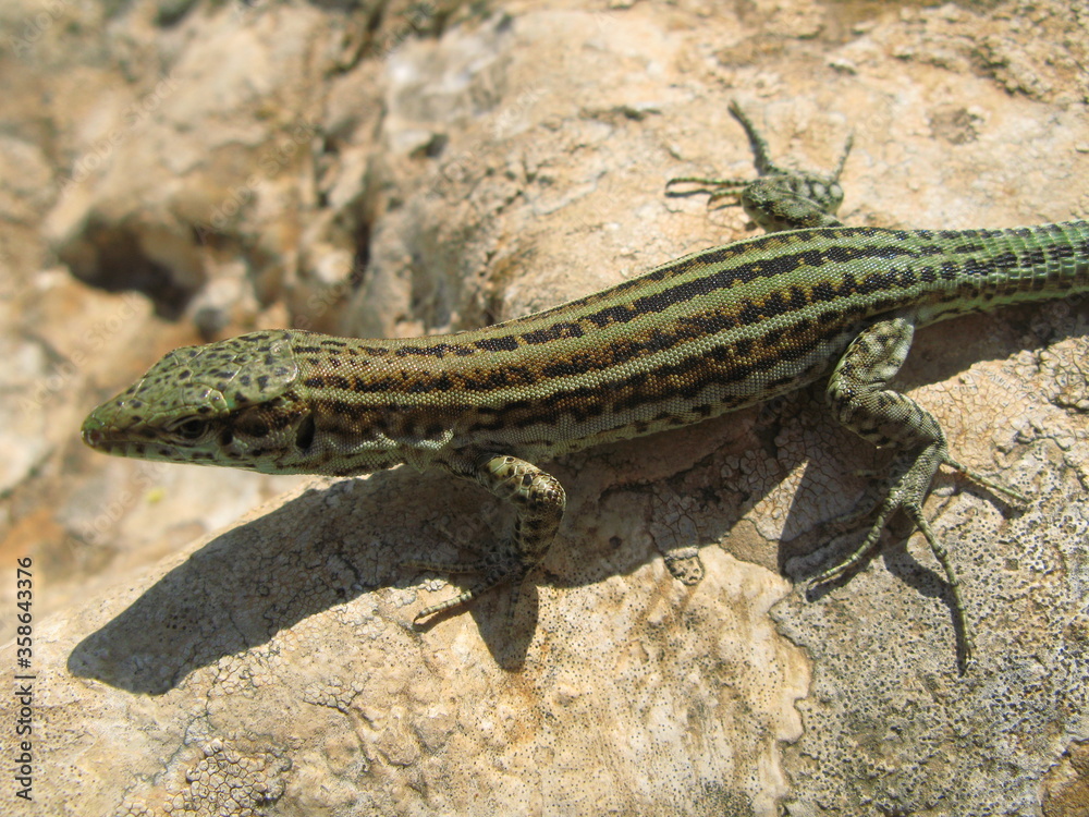 The Ibiza wall lizard (Podarcis pityusensis) on grey rock, Ibiza, Spain The Ibiza wall lizard (Podarcis pityusensis) on grey rock, Ibiza, Spain