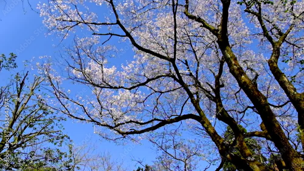 見上げる大きな桜の木々風に揺れる 見上げる大きな桜の木々風に揺れる