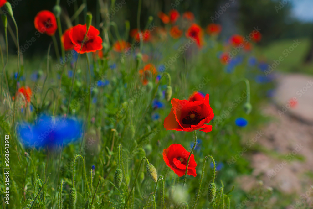 Red wild poppies growing along a dirt road, red flowers on a blue background, nature, beauty, macro, closeup Red wild poppies growing along a dirt road, red flowers on a blue background, nature, beauty, macro, closeup