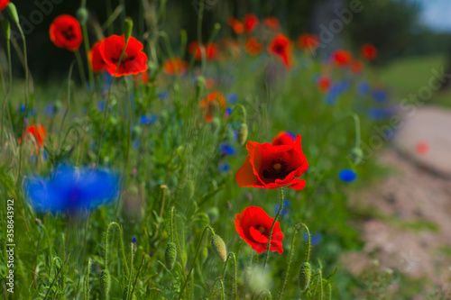 Red wild poppies growing along a dirt road  red flowers on a blue background  nature  beauty  macro  closeup