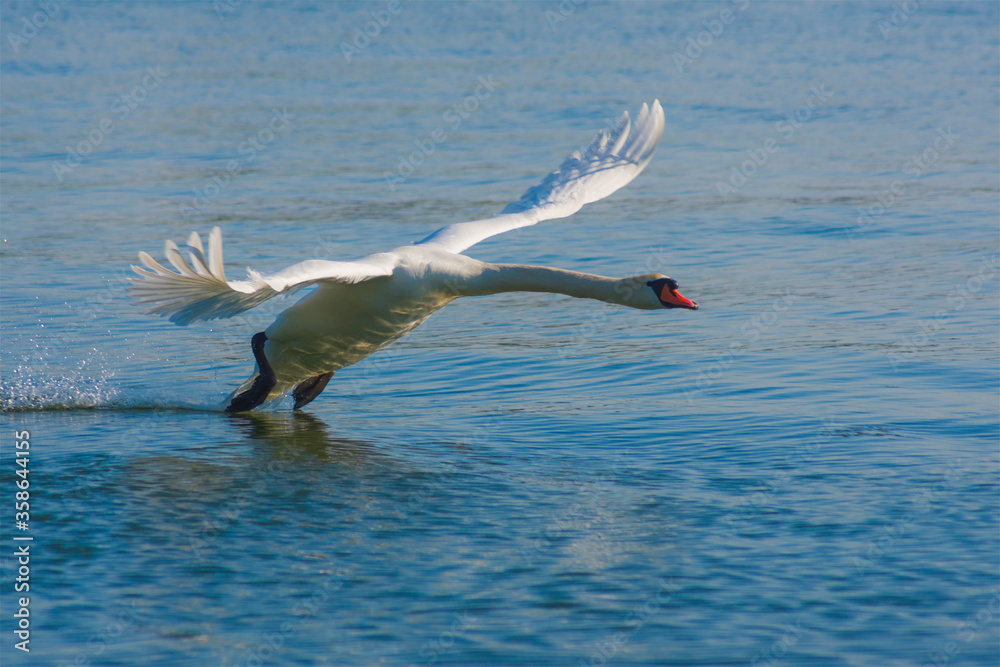 Fototapeta premium The mute swan, Cygnus olor, the waterfowl family Anatidae, white male flying over the water with outstretched wings