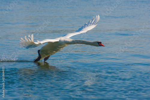 The mute swan, Cygnus olor, the waterfowl family Anatidae, white male flying over the water with outstretched wings