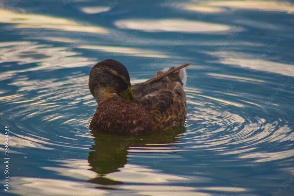 Duck, water bird, female on fancy round oval waves, high contrast, nature, animals, lake, water Duck, water bird, female on fancy round oval waves, high contrast, nature, animals, lake, water