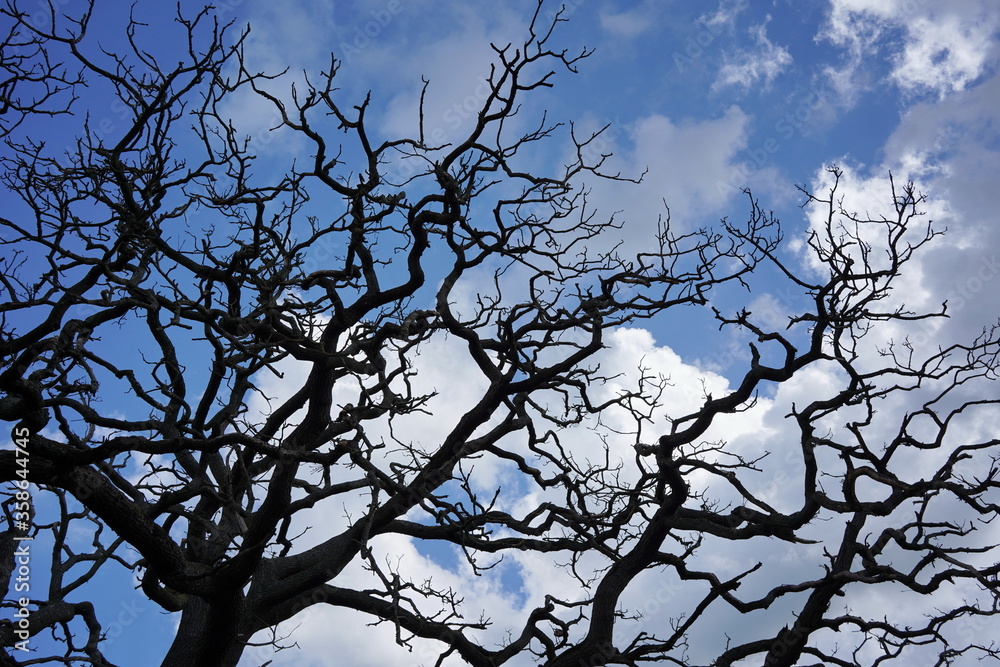 Obraz premium tree branches against blue sky