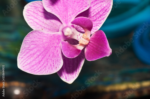  Front view  close up of  a purple orchid bloom  after a tropical shower  with the sun returning in late afternoon