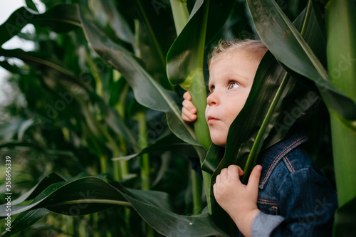 Little kid in denim jacket hiding in corn field peeking out from stalks looking up at the sky.