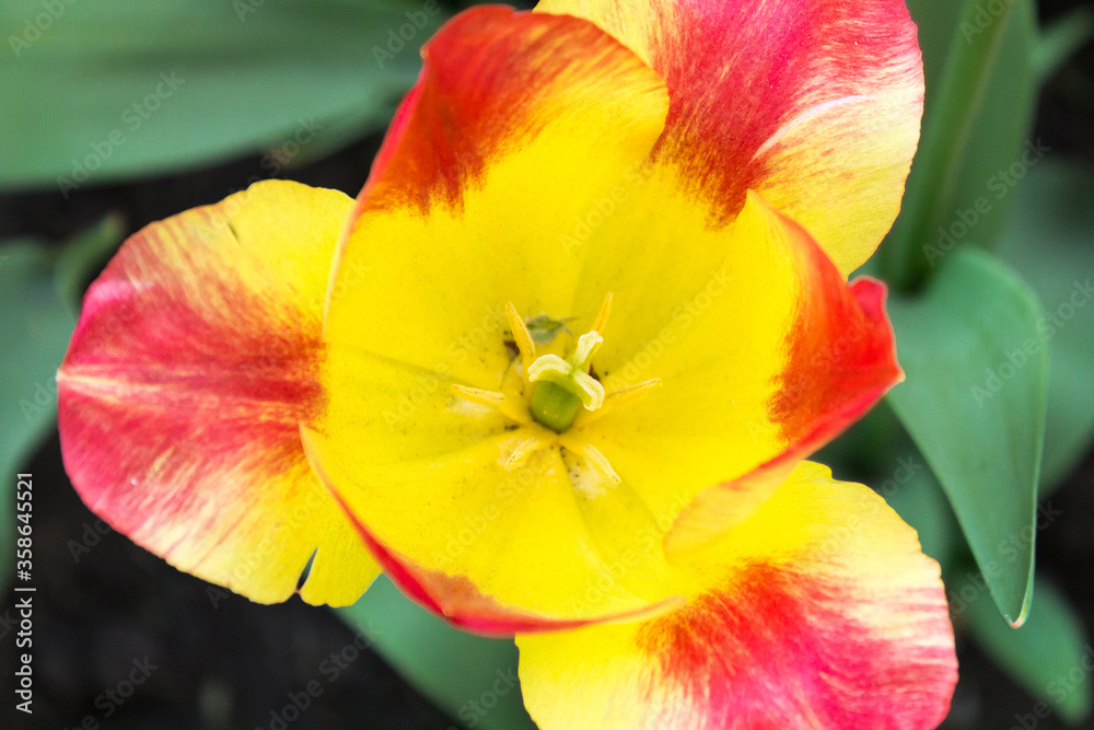 Close-up of a yellow and red tulip