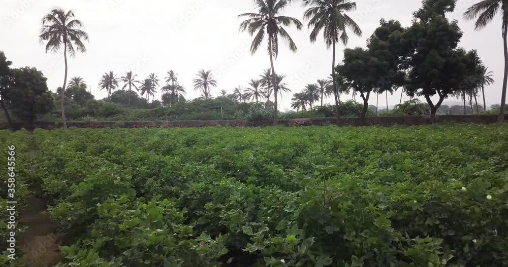 Scenic View of Green Cotton Field And Palm Trees In Karnataka, India - drone shot Scenic View of Green Cotton Field And Palm Trees In Karnataka, India - drone shot