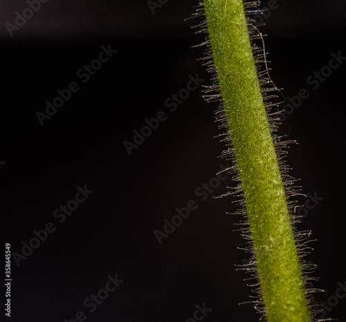 Piękno rośliny z bardzo bliska przedstawione na fotografii makro