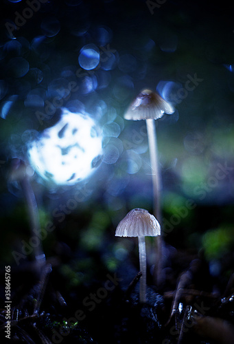 mushrooms in the background of the full moon in the rain