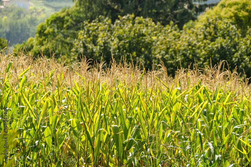 Obraz premium Corn growing in a field