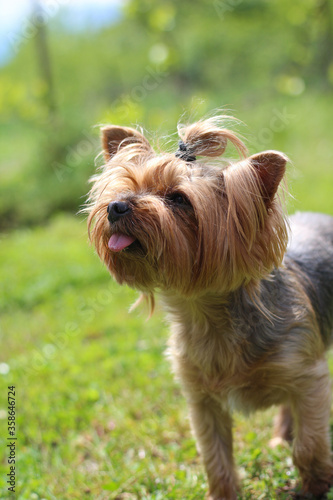Close-up photo of a cute hand-held dog with its tongue out looking up