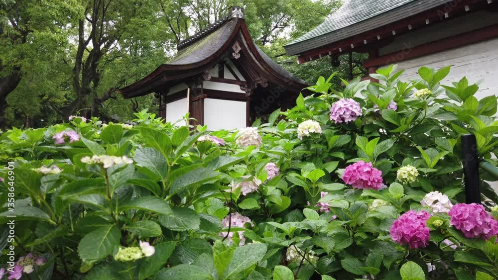 京都 藤森神社 新緑とアジサイの景色