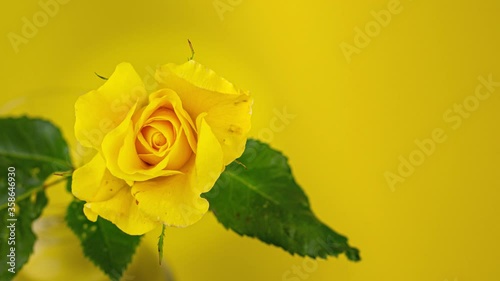 Time lapse close up yellow rose blooming in front of yellow background