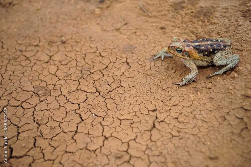 Frog standing on clay cracked ground. Cane Toad (Rhinella diptycha), specie also known as cururu in Brazil and South America, Cope's, Schneider's toad, Rococo toad. Frog standing on clay cracked ground. Cane Toad (Rhinella diptycha), specie also known as cururu in Brazil and South America, Cope's, Schneider's toad, Rococo toad.