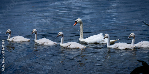 Fototapeta Naklejka Na Ścianę i Meble -  Traversée d'une famille de cygnes
