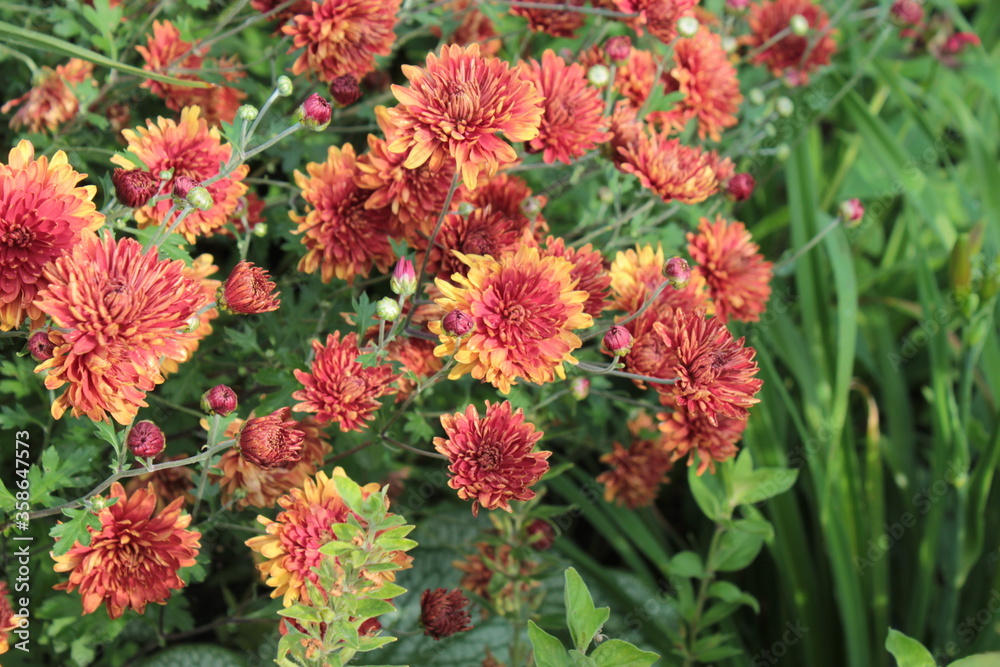Chrysanthemums are red with a yellow edge, growing in the park. Chrysanthemums are red with a yellow edge, growing in the park.